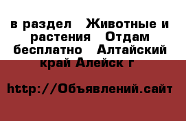  в раздел : Животные и растения » Отдам бесплатно . Алтайский край,Алейск г.